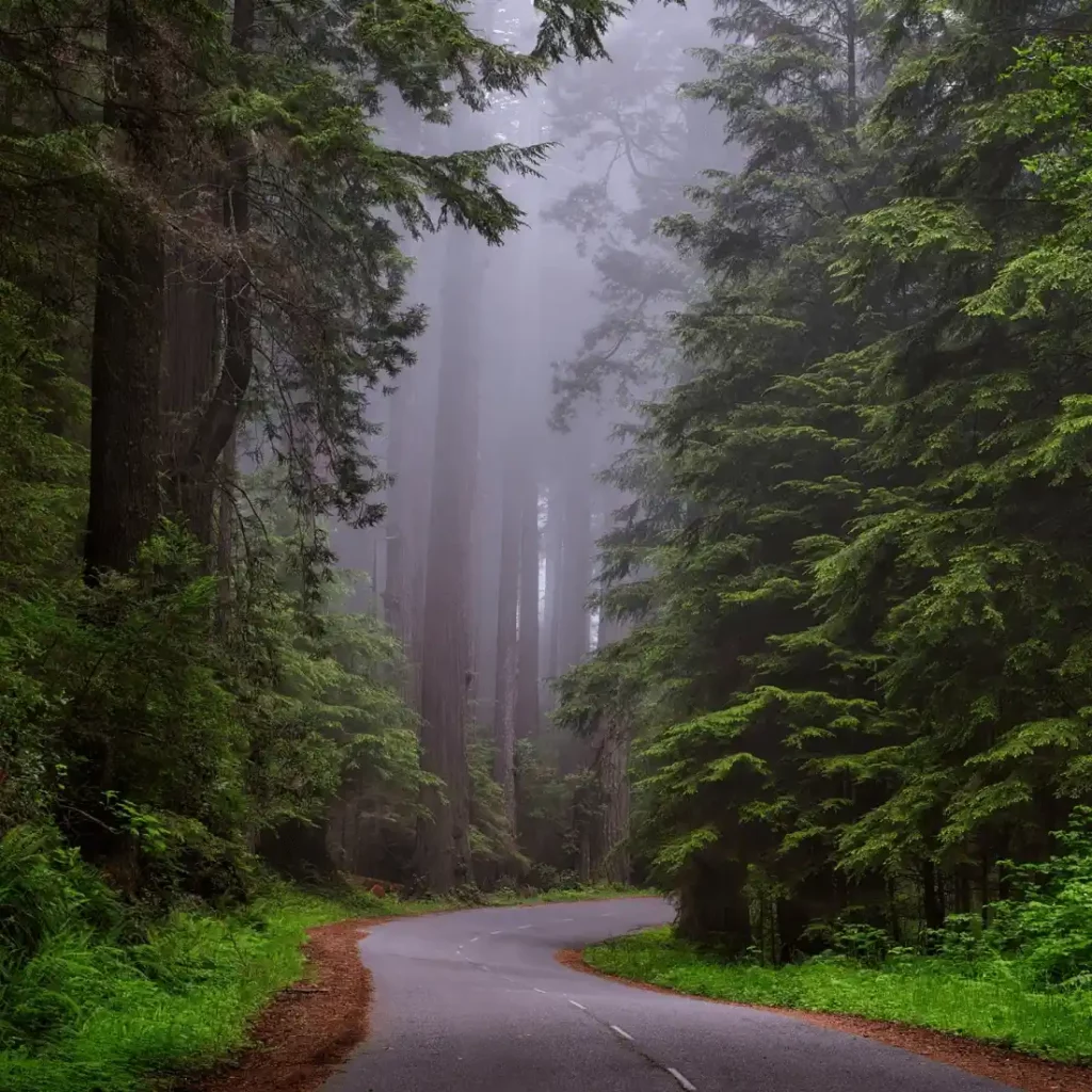 feathery forest